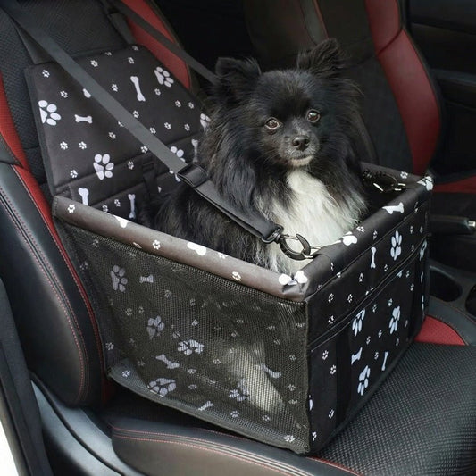 Is It Safe to Let Your Pomeranian Ride Loose in the Car? - Cindy Pomeranian