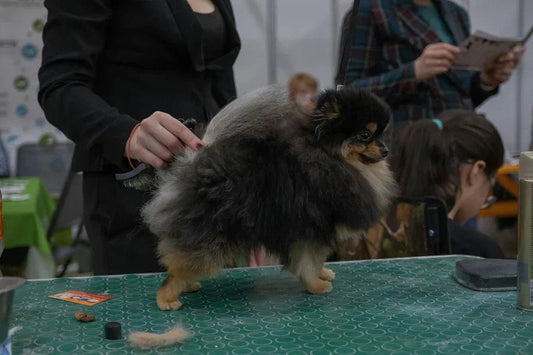 Pomeranian Grooming Checklist (Printable) - Cindy Pomeranian