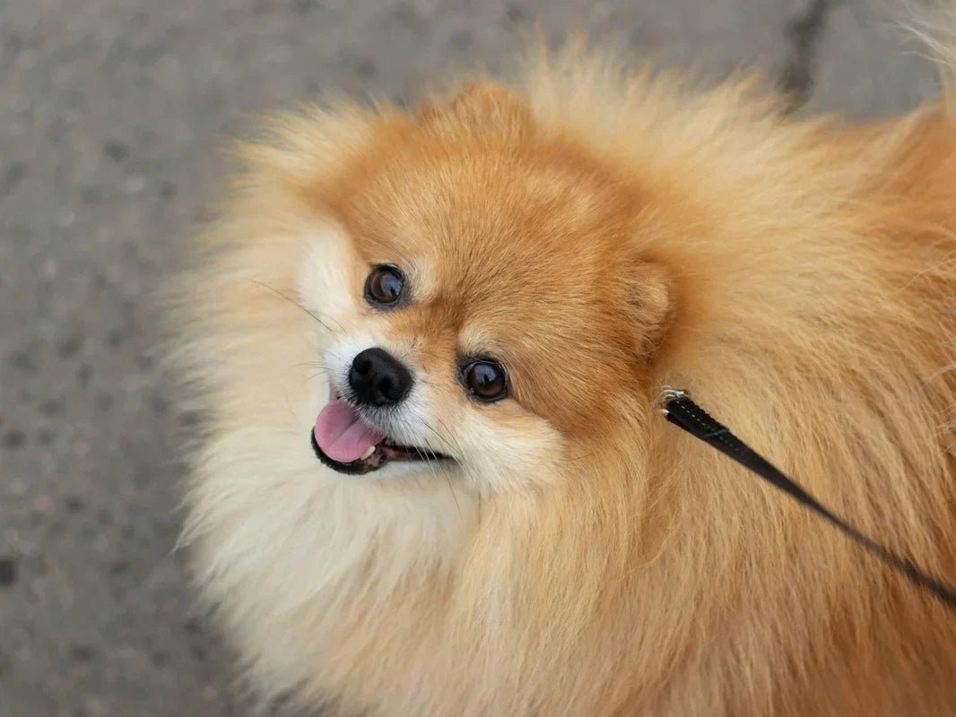 Ultimate Pomeranian Accessories Guide (2026) - Cindy Pomeranian