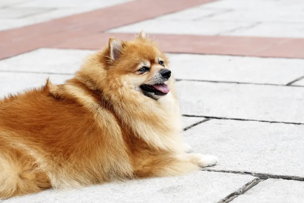 Why Pomeranians Are Hands-Down the Best Dog Breed (Proof Me Wrong) - Cindy Pomeranian