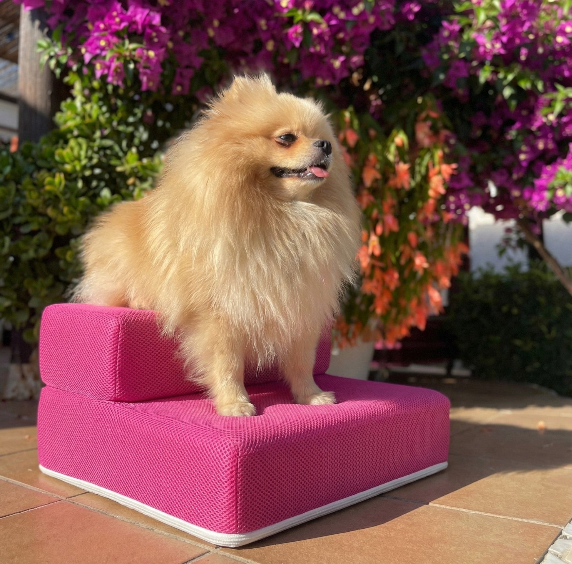 Premium Dog Stairs — Comfort, Safety & Style for Your Small Pet - Cindy Pomeranian
