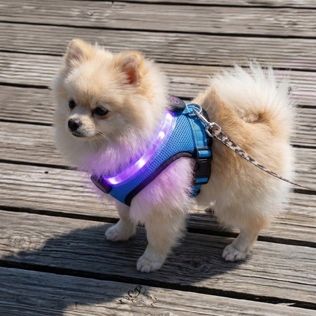 Premium Rechargeable LED Dog Harness - Cindy Pomeranian