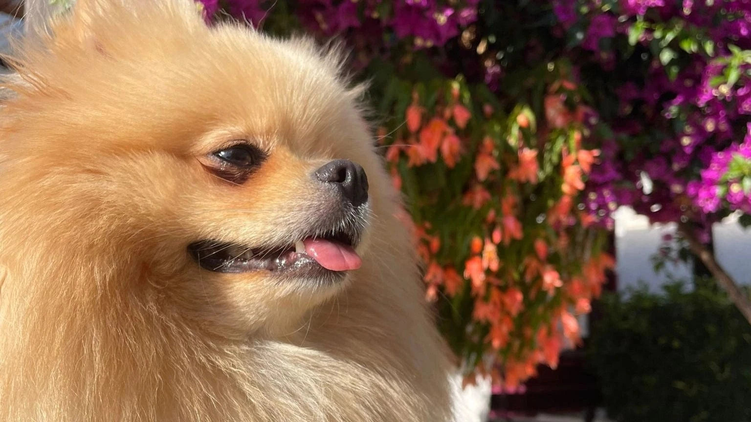 Banner Pomeranian Pup